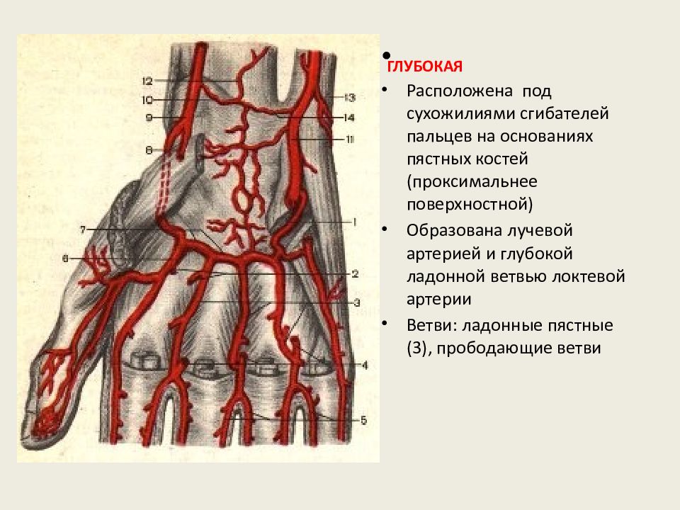 Схема кровообращения кисти