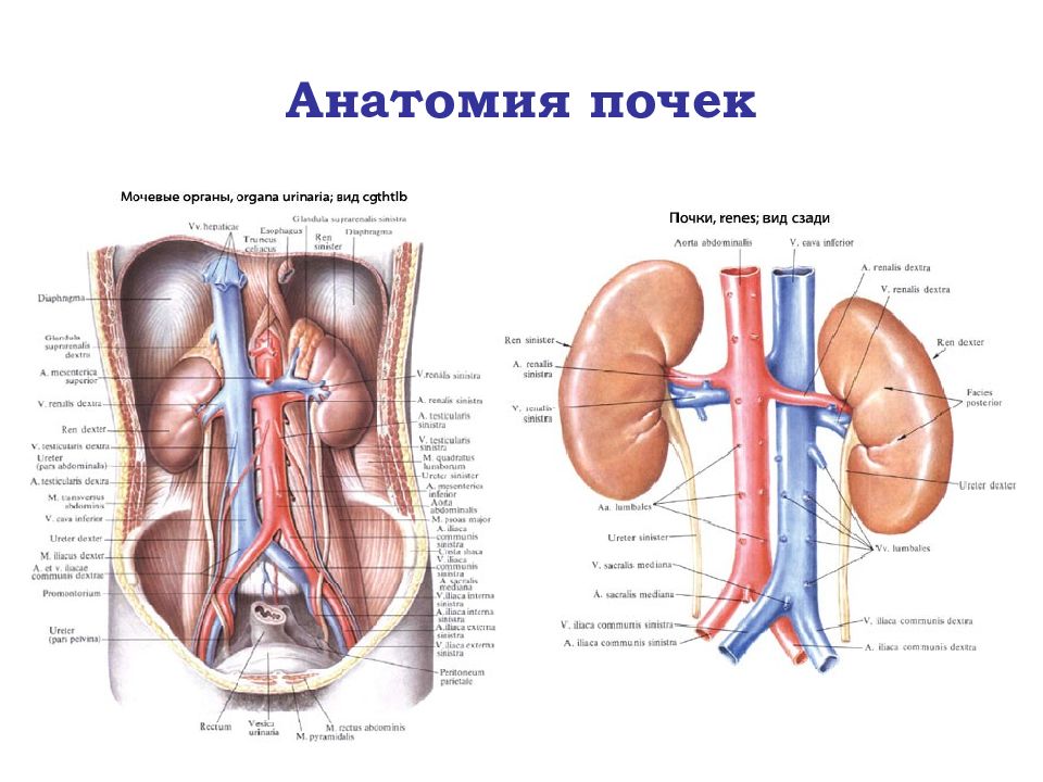 Где находятся почки схема