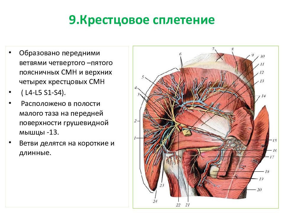 Крестцовое сплетение презентация