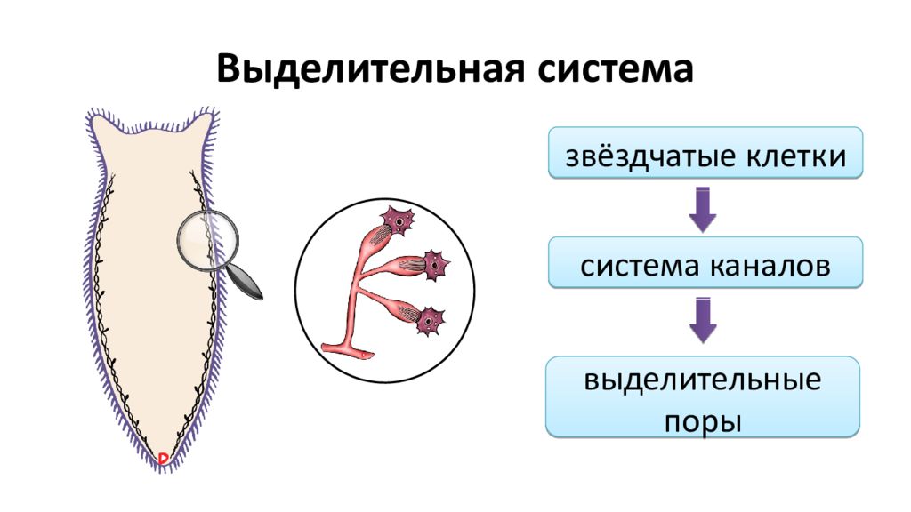 Органы выделительной системы червя. Выделительная система ресничных червей. Строение выделительной системы плоских червей. Класс Ресничные черви выделительная система. Строение выделительной системы планарии.