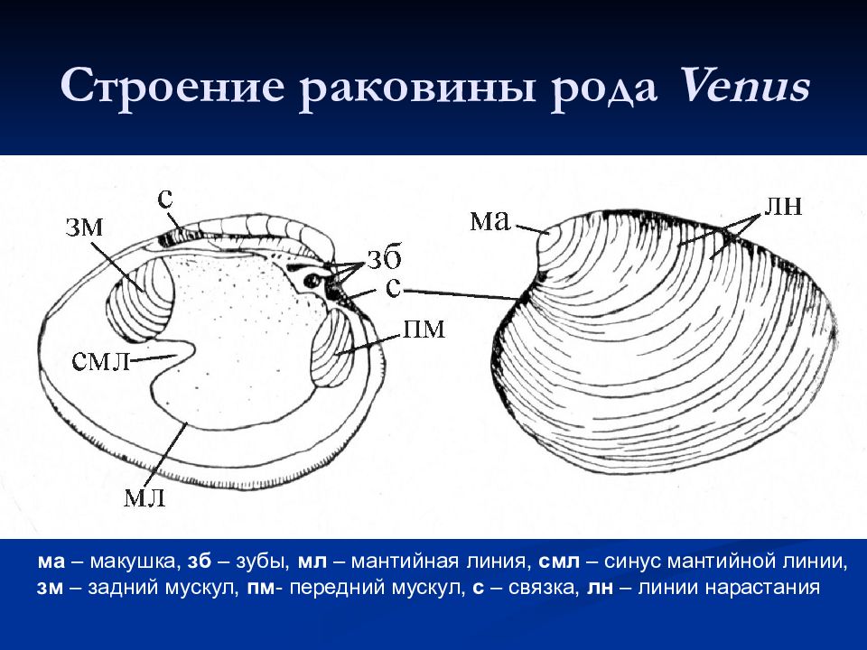 Внешнее строение раковины. Овальная Ракушка строение. Катушка строение раковины шов. Геометрия ракушки структура. Мантийная река.