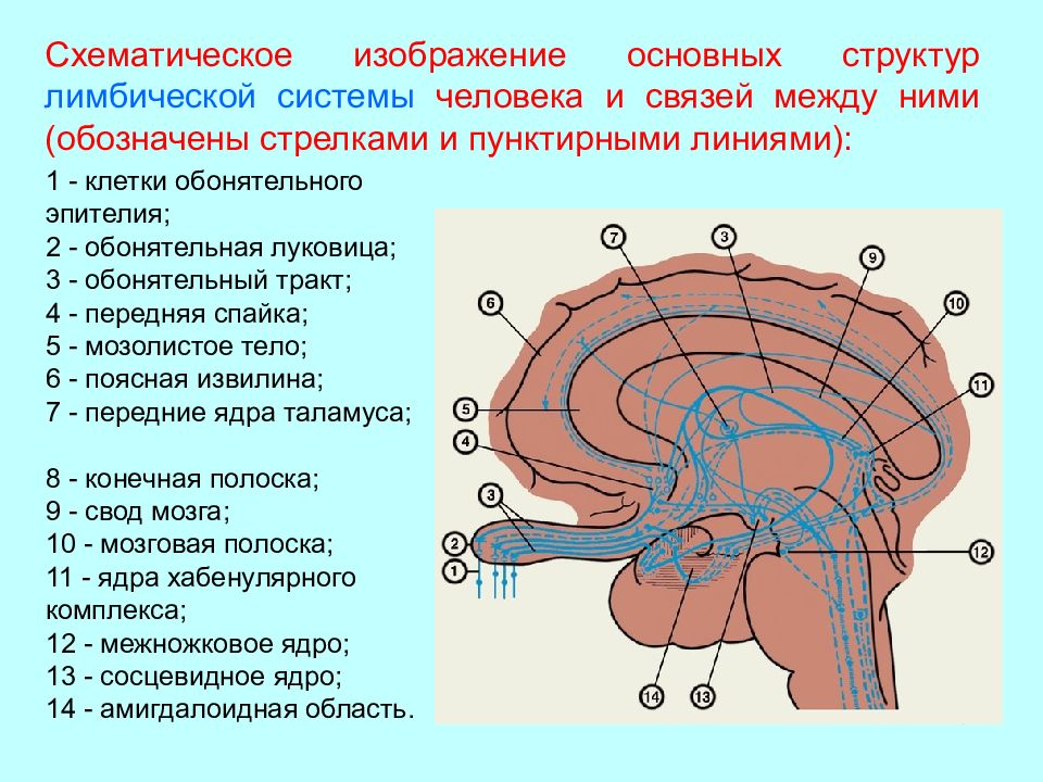 Обонятельный мозг презентация