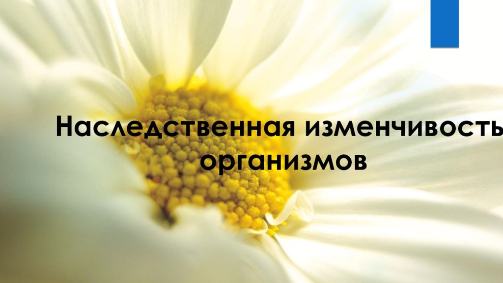 Наследственная изменчивость организмов