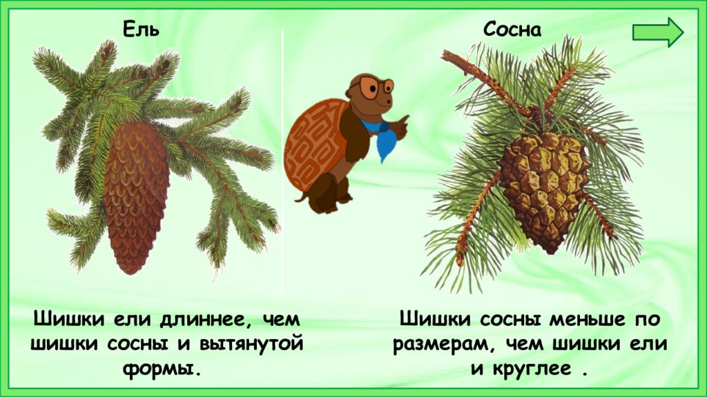 Строение шишек сосны и ели