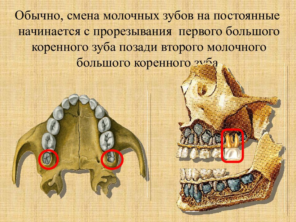 Какие зубы молочные а какие постоянные