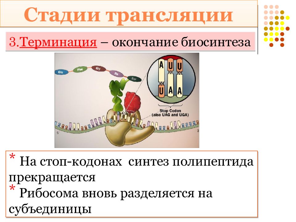 Презентация синтез белка в клетке