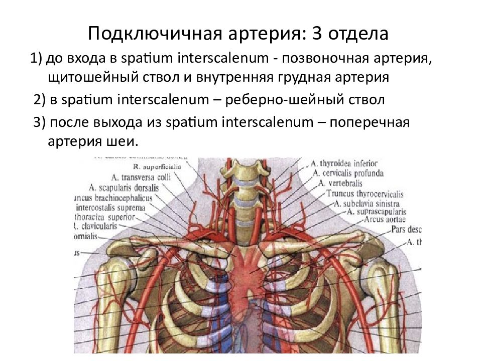 Подключичная артерия схема