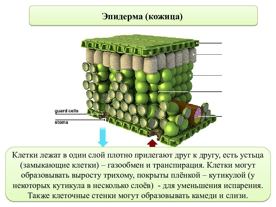 Клетки лежала. Верхний слой эпидермы листа растения. Растительная ткань эпидерма. Эпидерма двудольных растений. Строение эпидермы листа.