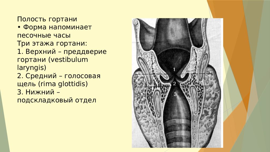 Преддверие гортани ограничено. Преддверие гортани анатомия. Щель преддверия гортани.