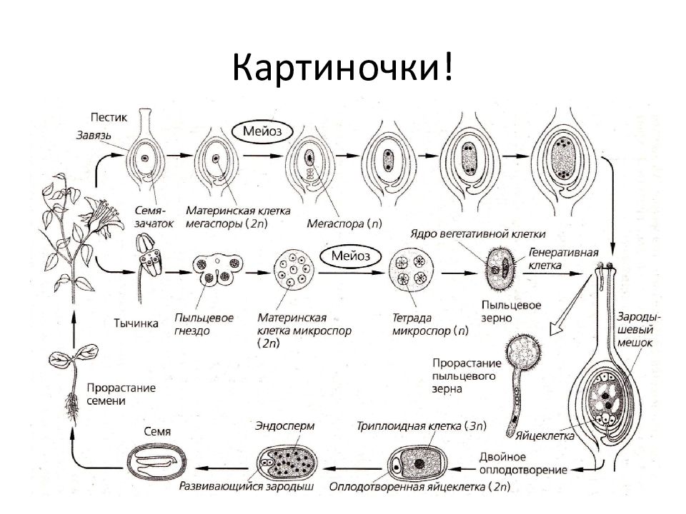 Рассмотрите рисунок на котором изображены основные этапы роста и развития цветкового растения