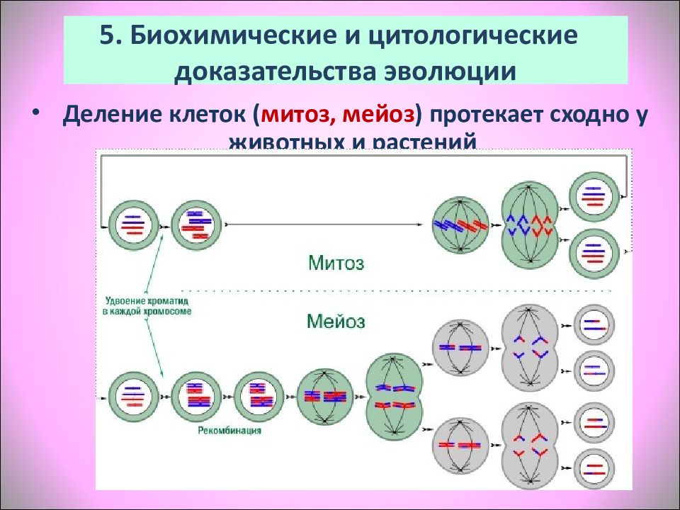 Митоз и мейоз презентация