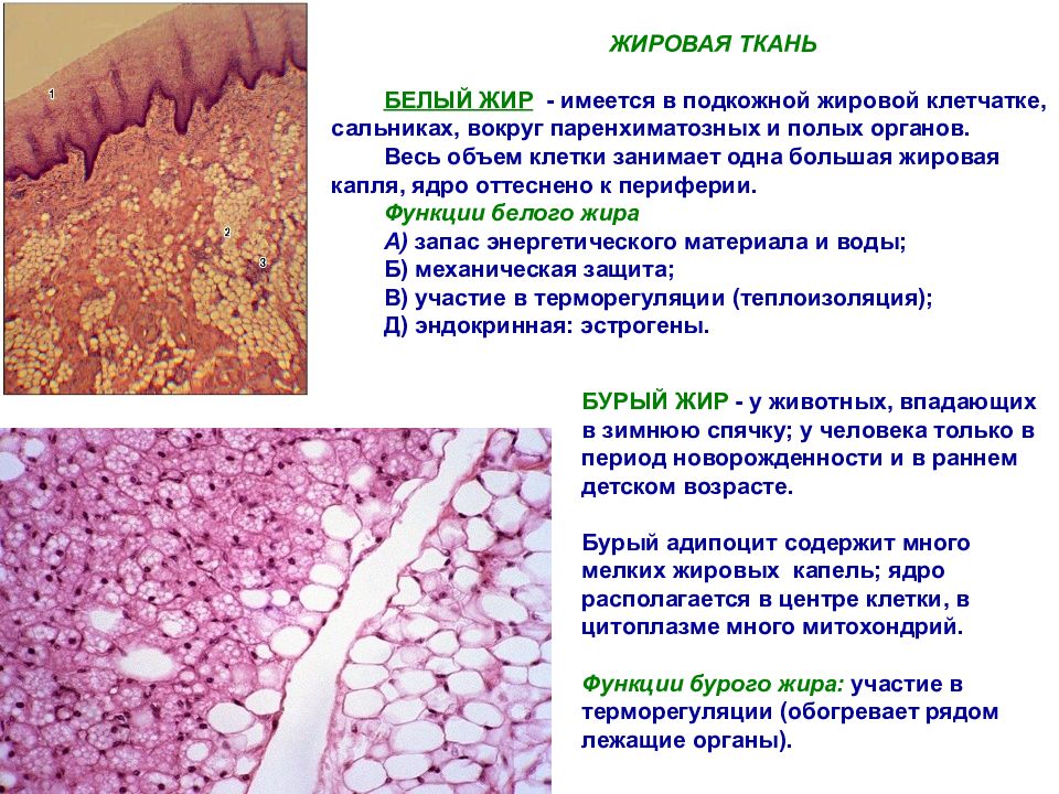 Жир ткань. Клетки образующие жировую ткань?. Функции белой жировой ткани. Бурая жировая ткань функции. Собственно соединительная ткань. Скелетные ткани..