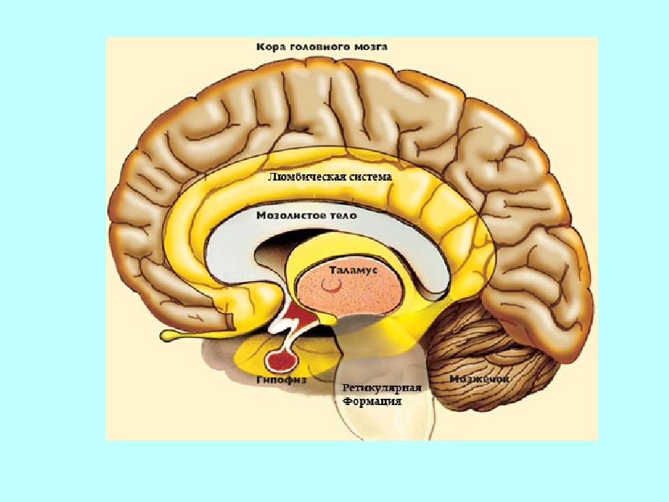 Ретикулярная формация презентация