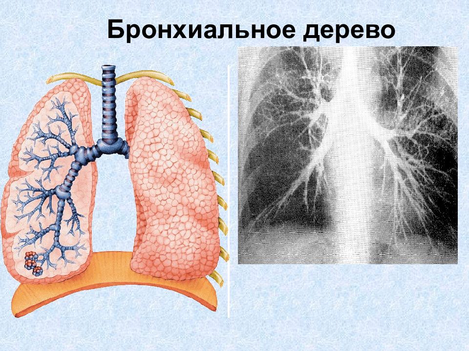 Оболочка легких