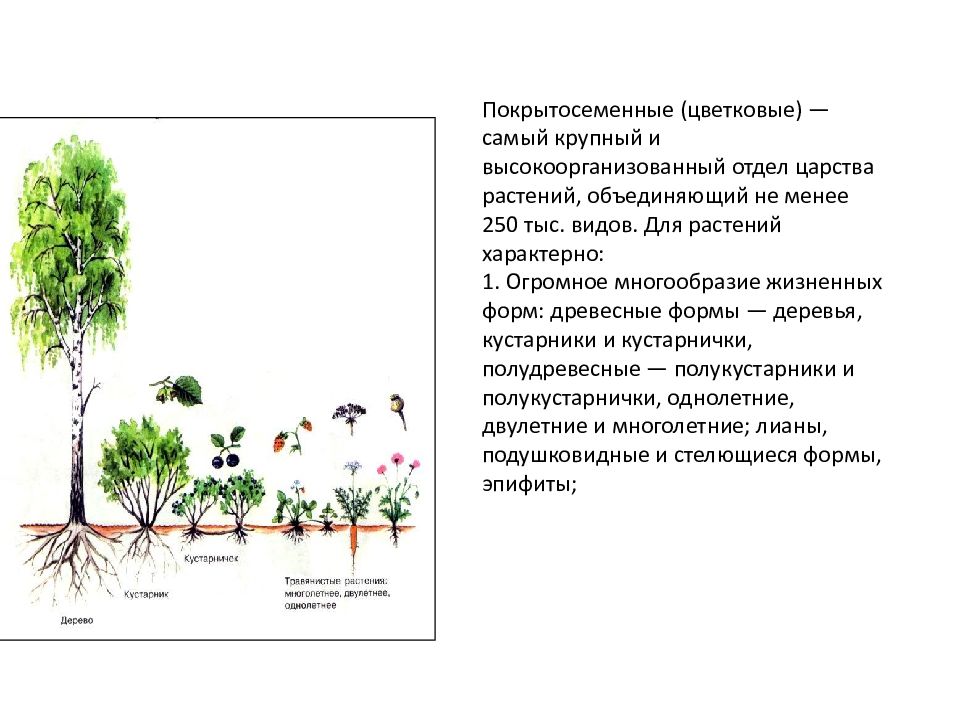 Приведите примеры типичных растений для представленных на рисунке типов растительного покрова