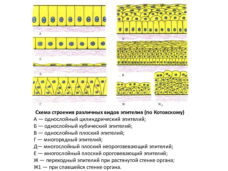 Эпителий функции. Схема строения эпителиальной ткани. Схема строения различных видов эпителия. Классификация эпителиальной ткани схема. Многослойный цилиндрический эпителиальная ткань.