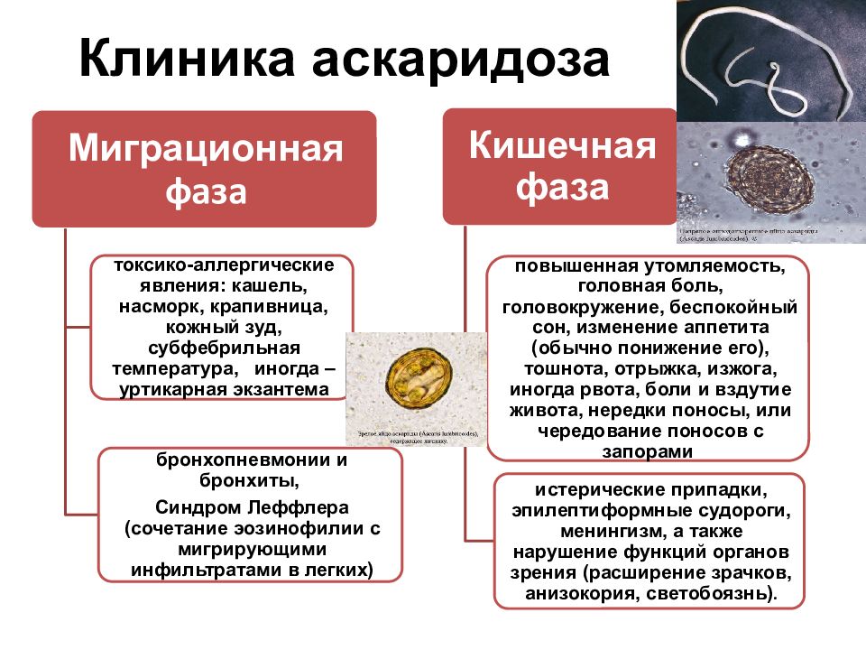 Гельминтозы инфекционные болезни презентация