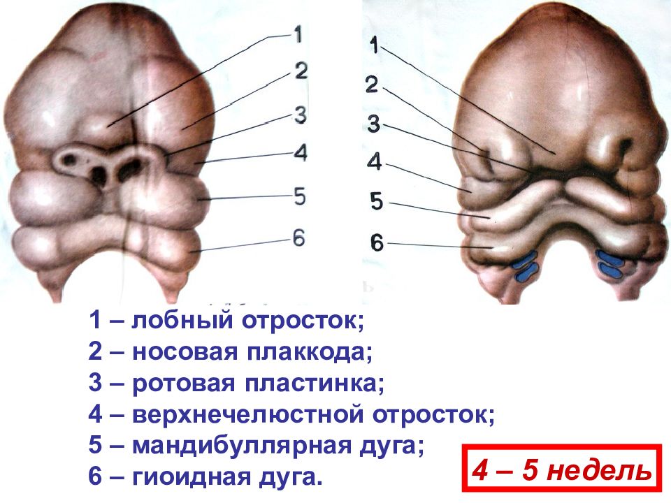 Эмбриогенез ротовой полости презентация