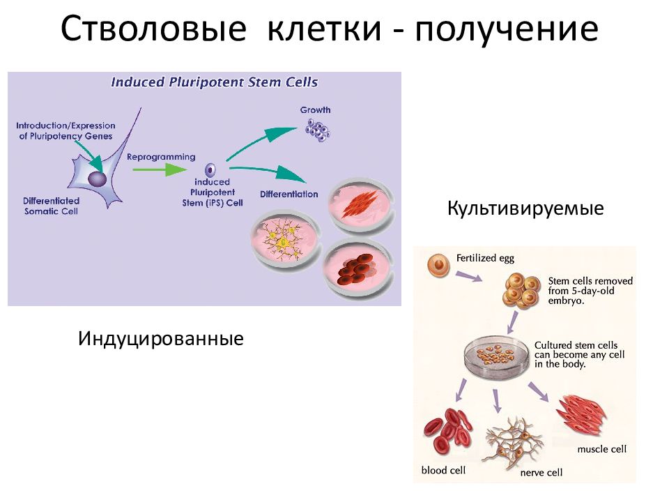 Специализированная клетка. Индуцированные стволовые клетки. Получение стволовых клеток. Специализация стволовых клеток.