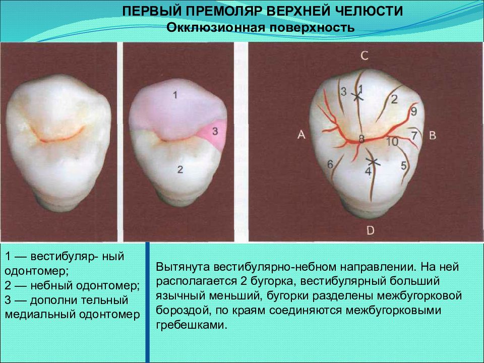 Первый премоляр нижней челюсти рисунок