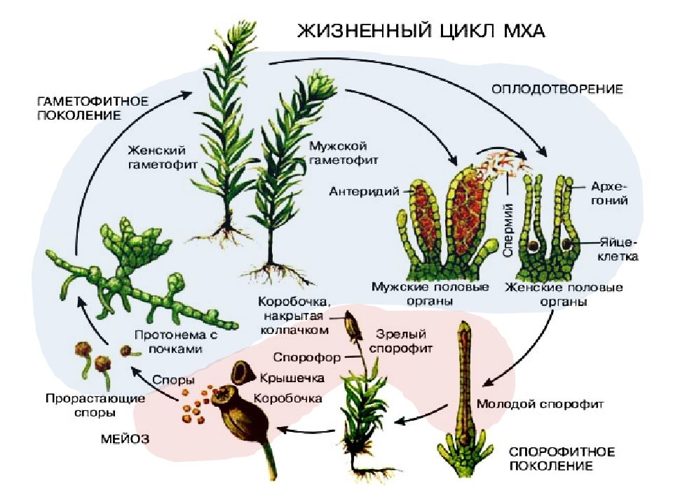 Циклы развития растений. Циклы развития растений презентация. Цикл развития мха. Циклы развития растений плаунн.
