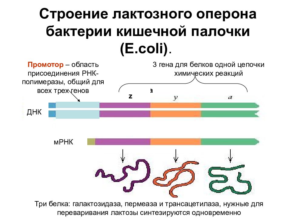 Схема лактозного оперона