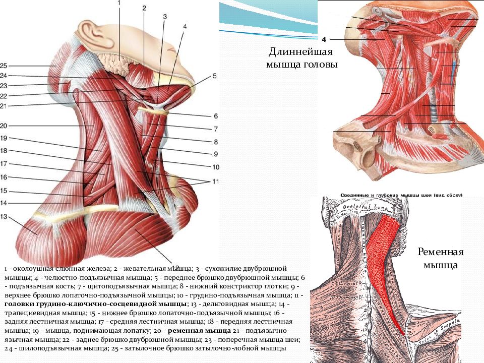 Лестничные мышцы анатомия. Передняя лестничная мышца анатомия. Передняя лестничная мышца шеи. Средняя лестничная мышца анатомия. Лестничные мышцы шеи.