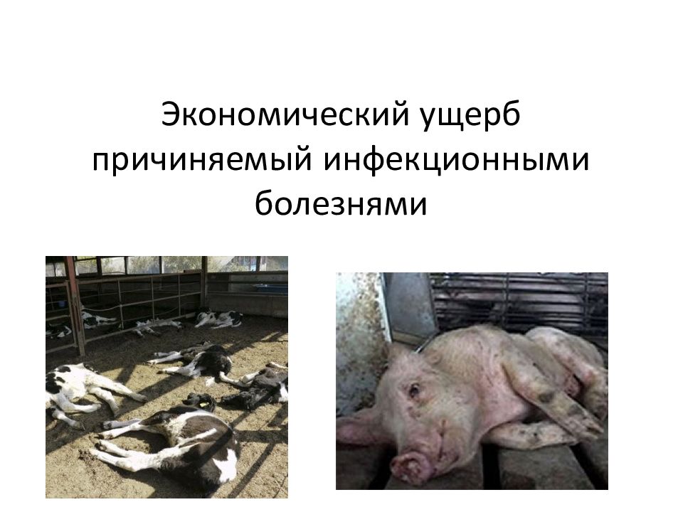 Экономический ущерб причиняемый инфекционными болезнями