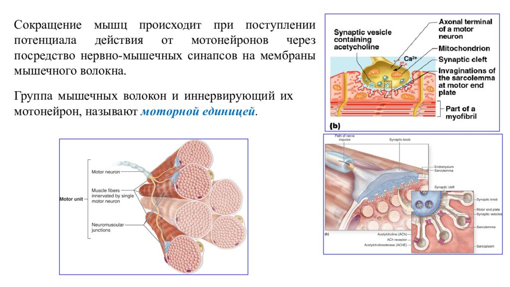 Что происходит с мышцами. Специфический мембранный аппарат мышечного волокна. Базальная мембрана мышечного волокна. Нервно мышечный аппарат. Группы мышечных волокон.