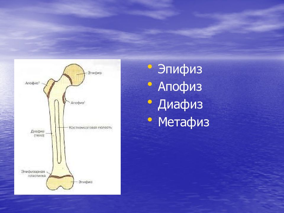 Диафиз кости это. Кость диафиз эпифиз метафиз Апофиз. Трубчатые кости диафиз метафиз эпифиз. Эпифиз диафиз бедренной кости. Кость анатомия диафиз эпифиз.