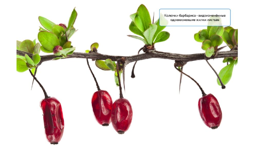 Особенности внешнего и внутреннего строения листа