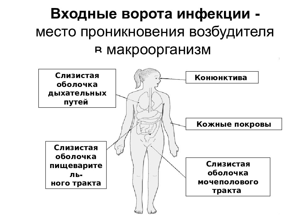 Учение об инфекции микробиология презентация