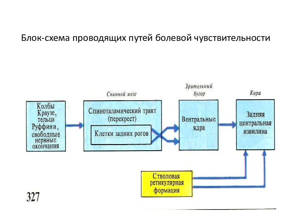 Физиология анализаторов