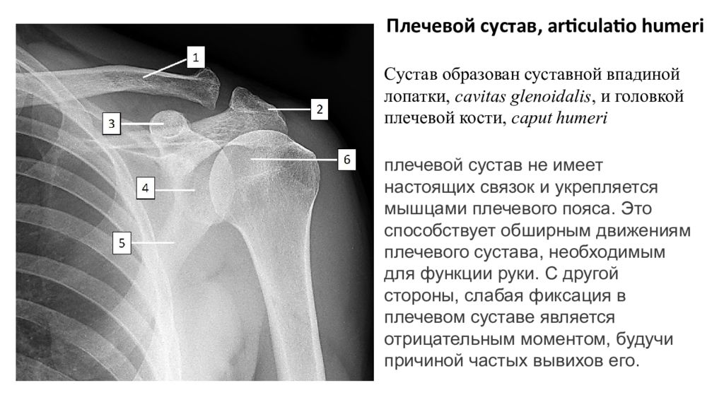 Частная анатомия. Плечевой сустав анатомия med.