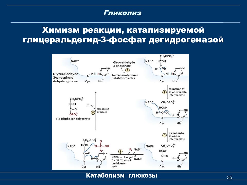 Гликолиз кислоты