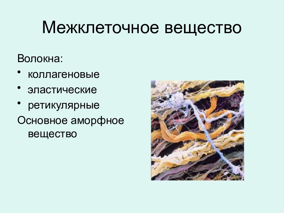 рыхлая волокнистая соединительная ткань таблица. наличие коллагеновых волокон в межклеточном веществе. строение рыхлой волокнистой соединительной ткани. наличие коллагеновых волокон в межклеточном веществе. строение соединительной ткани человека.