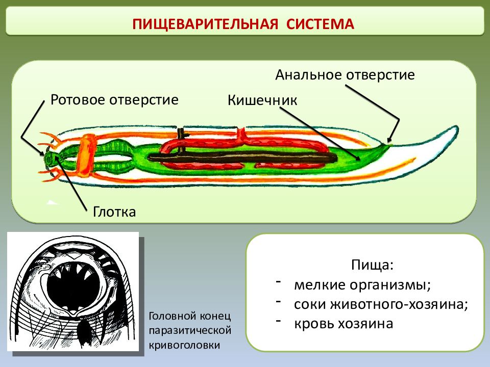 Паразитический червь пищеварительная система. Пищеварительная система у круглых червей нематоды. Нематоды черви строение. Органы пищеварительной системы у круглых червей. Круглые черви строение систем.
