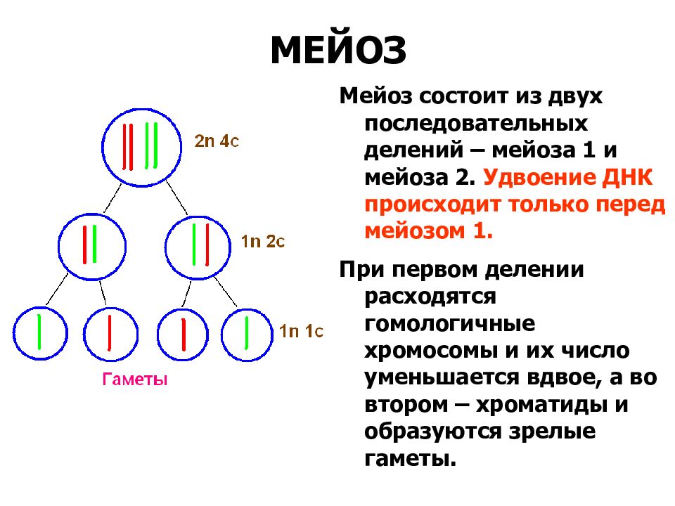 Как отличить мейоз 2 от митоза по рисунку