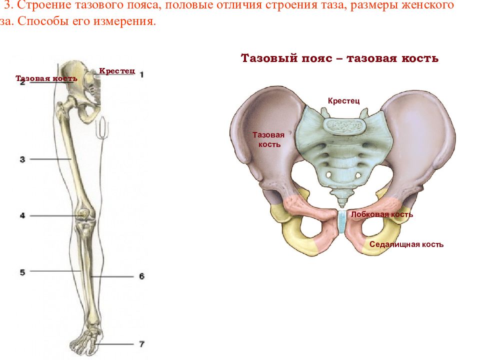 Кости таза рисунок с подписями