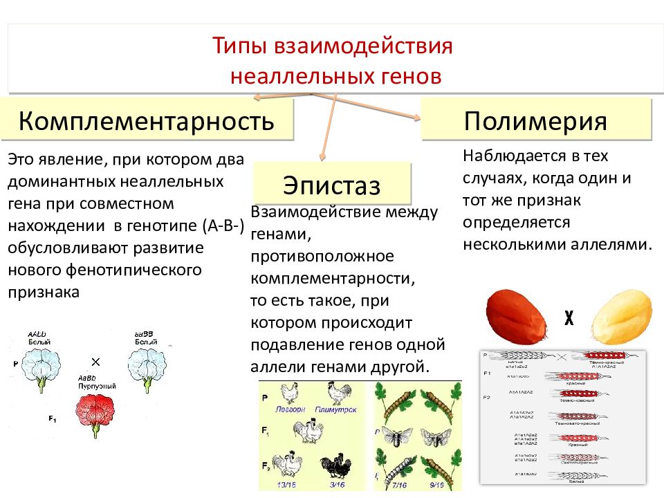 Взаимодействие неаллельных генов презентация