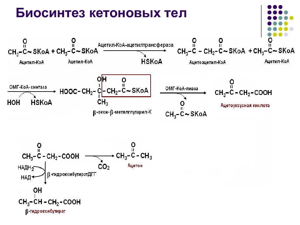 Схема обмена кетоновых тел