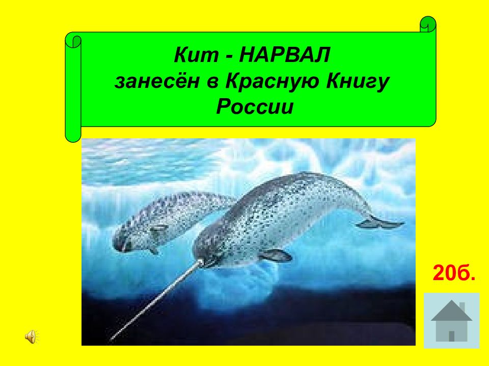 Нарвал красная книга. Нарвал занесен в красную книгу. Нарвал красная книга России. Киты занесены в красную книгу. Кит занесен в красную книгу России.