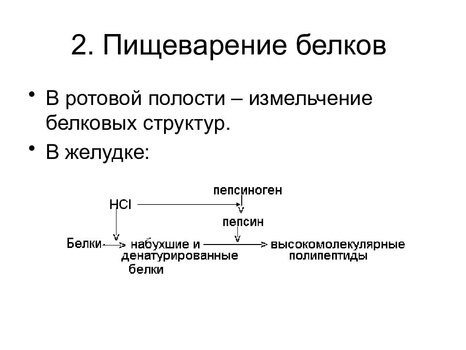 Переваривание белка. Переваривание белков биохимия. Переваривание белков в ротовой полости. Переваривание белков в желудке. Общая схема переваривания белков.