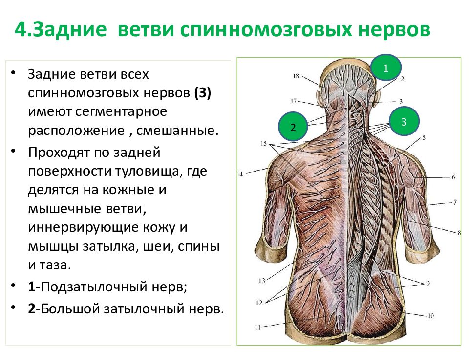 Спинномозговые нервы презентация