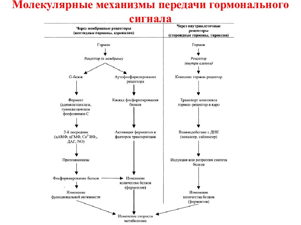 Механизмы передачи гормональных сигналов. Пути передачи гормонального сигнала: рецепторный и пострецепторный. Механизмы внутриклеточной передачи гормона. Мембранно-цитозольный механизм передачи гормональных сигналов. Механизмы внутриклеточной регуляции гормонов.