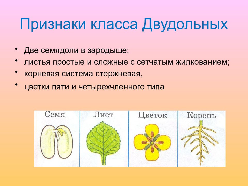 Класс двудольные презентация 6 класс пасечник