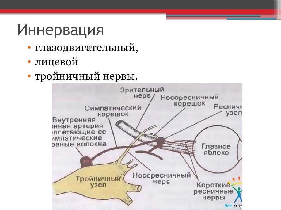 Двигательное ядро глазодвигательного нерва иннервирует