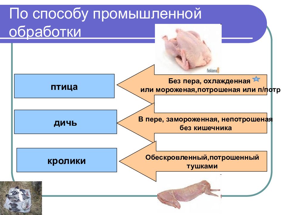 Обескровить. Обработка птицы дичи кролика. Обработка потрошеной и не потрошееной птицы. Способы заправки птицы и дичи. Потрошить отделы.