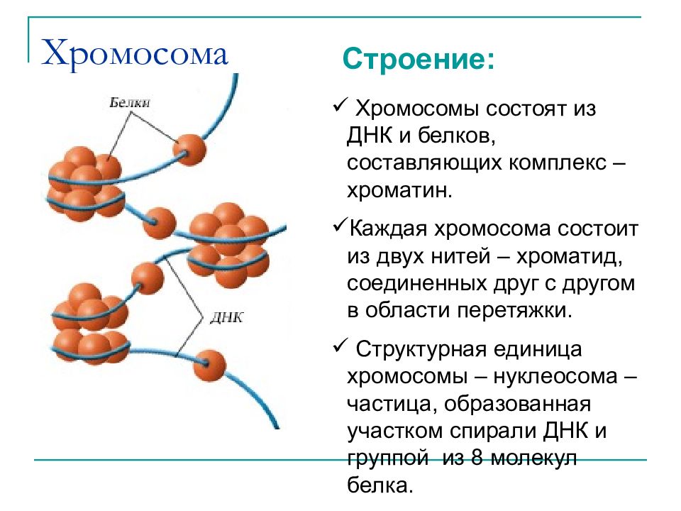 Клетка состоит из хромосом. Нуклесоиа строение и функции. Строение хромосомы эукариотической клетки. Хромосомы строение и функции таблица. Строение, свойства и функции хромосом..