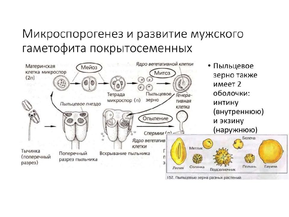Половые клетки покрытосеменных. Развитие мужского гаметофита покрытосеменных. Строение мужского гаметофита цветковых растений. Микроспорогенез покрытосеменных схема. Схема развития мужского гаметофита у цветковых растений.